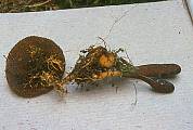 žezlovka srnková - Housenice cizopasná