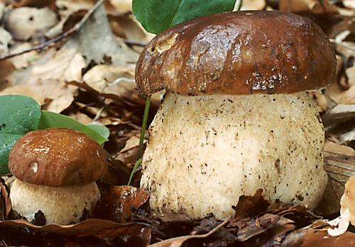 hřib dubový- Hríb dubový Boletus reticulatus Schaeff.