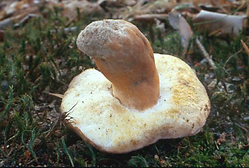 hřib kaštanový - Hríbnik gaštanovohnedý Gyroporus castaneus (Bull.) Quél.