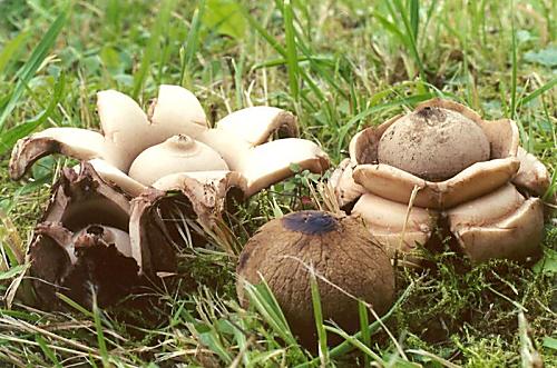 hvězdovka trojitá - Hviezdovka trojitá Geastrum triplex Jungh.