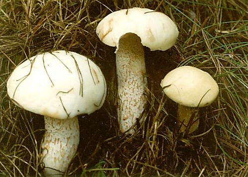 klouzek bílý - Masliak biely Suillus placidus (Bonord.) Singer