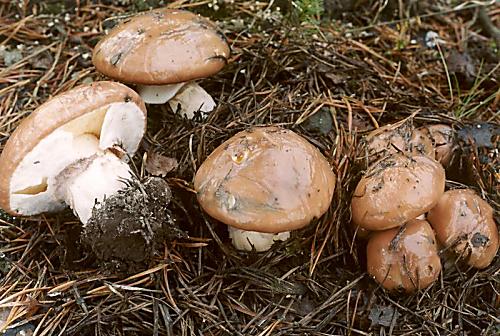 klouzek obecný - Masliak obyčajný Suillus luteus (L.) Roussel