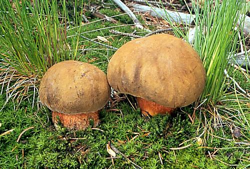 hřib kovář - Hríb zrnitohlúbikový Boletus erythropus var. erythropus  Pers. 1796