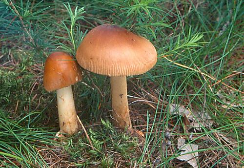 muchomůrka oranžová - Muchotrávka plavohnedá Amanita fulva Fr.