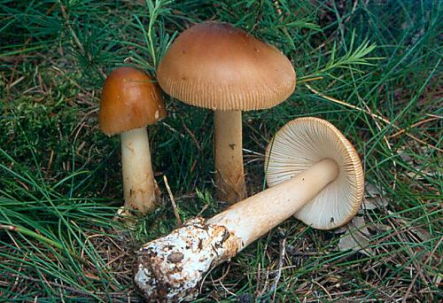 muchomůrka oranžová - Muchotrávka plavohnedá Amanita fulva Fr.