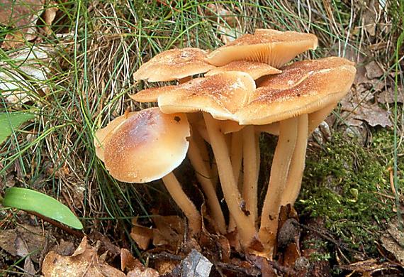 penízovka věštecká Collybia hariolorum (Fr.) Quel. ( Gymnopus hariolorum (De Candolle: Fries) Anton., Hall.& Noordel.