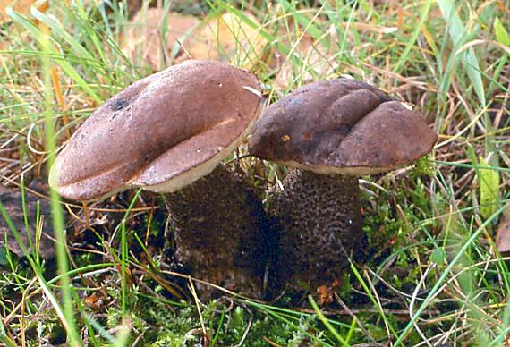 kozák březový - Kozák brezový Leccinum scabrum (Bull.) Gray