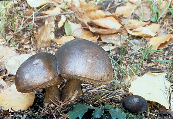 kozák březový - Kozák brezový Leccinum scabrum (Bull.) Gray