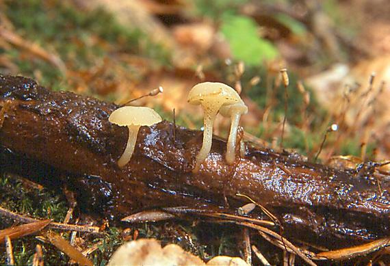 vodnička potoční Cudoniella clavus (Alb. & Schwein.) Dennis