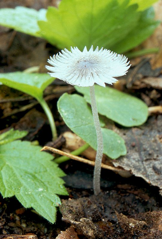 hnojník Coprinus sp.