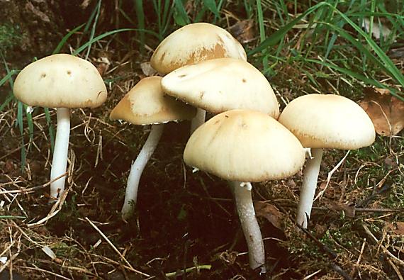 křehutka Candolleova - Drobuľka Candolleova Psathyrella candolleana (Fr.) Maire