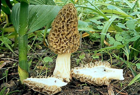 smrž obecný -Smrčok jedlý Morchella esculenta (L.) Pers.