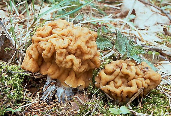 ucháč obrovský Gyromitra gigas (Krombh.) Cooke