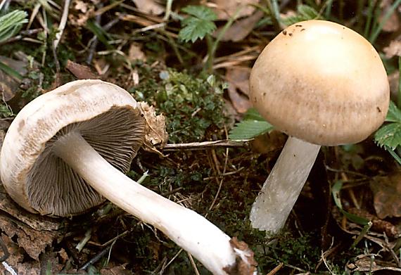 křehutka hnědošedá - Drobuľka hnedosivá Psathyrella spadiceogrisea (Schaeff.) Maire