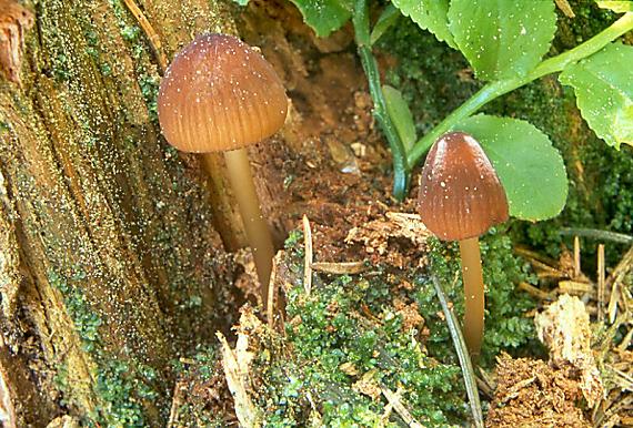 helmovka žlutonohá Mycena renati Quél.