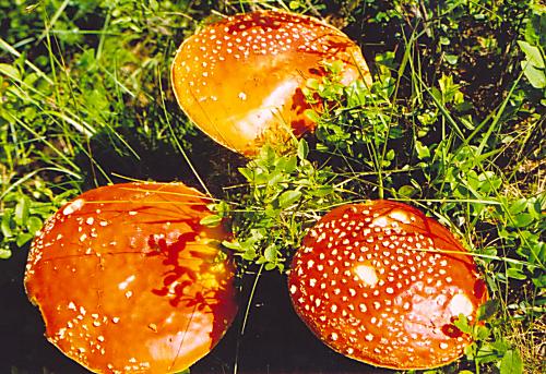 muchotrávka červená (Amanita muscaria)