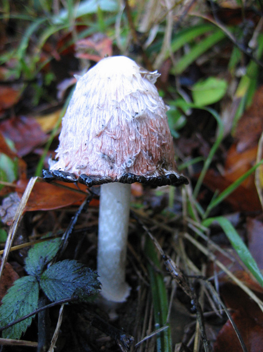 hnojník obyčajný Coprinus comatus (O.F. Müll.) Pers.