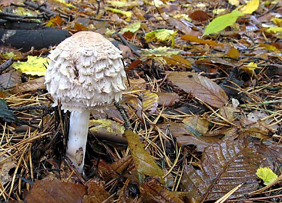 bedľa červenejúca Chlorophyllum rachodes (Vittad.) Vellinga