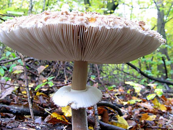 bedľa červenejúca Chlorophyllum rachodes (Vittad.) Vellinga