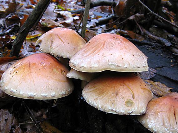 strapcovka tehlovočervená Hypholoma lateritium (Schaeff.) P. Kumm.