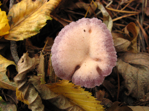 lakovka ametystová Laccaria amethystina (Huds.) Cooke