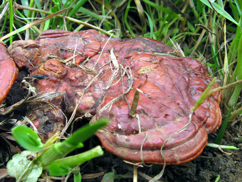 lesklokôrovka obyčajná Ganoderma lucidum (Curtis) P. Karst.