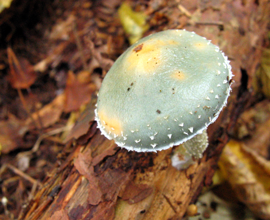 golierovka zelenkastá Stropharia aeruginosa (Curtis) Quél.