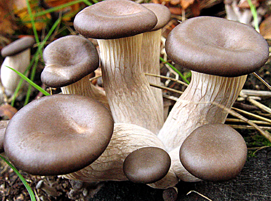 hliva ustricovitá Pleurotus ostreatus (Jacq.) P. Kumm.