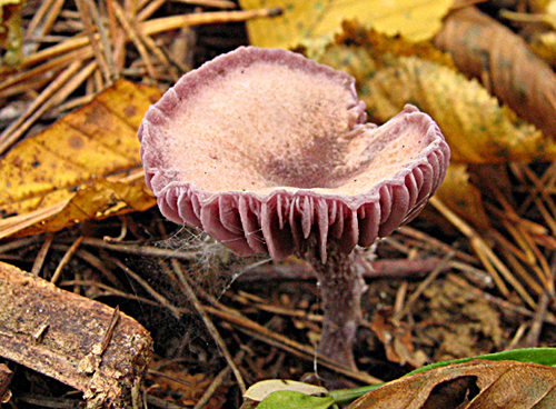 lakovka ametystová Laccaria amethystina (Huds.) Cooke