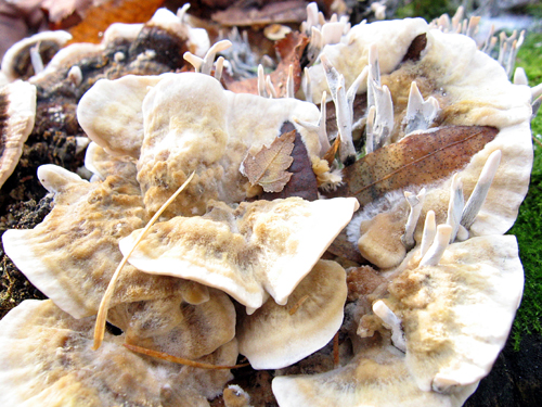 drevnatec parohatý Xylaria hypoxylon (L.) Grev.