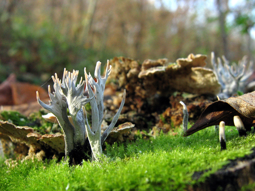 drevnatec parohatý Xylaria hypoxylon (L.) Grev.