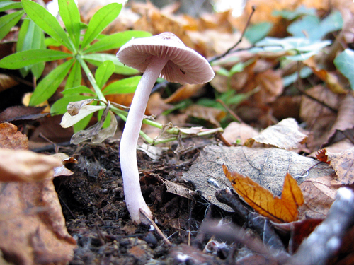 prilbička reďkovková Mycena pura (Pers.) P. Kumm.