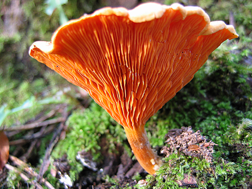 líška oranžová Hygrophoropsis aurantiaca (Wulfen) Maire