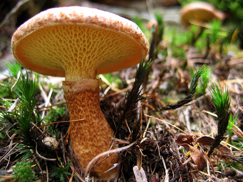 hríbovec dutohlúbikový Suillus cavipes (Opat.) A.H. Sm. & Thiers