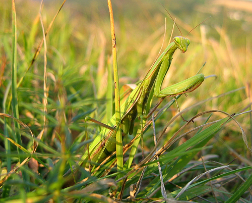 modlivka zelená Mantis religiosa