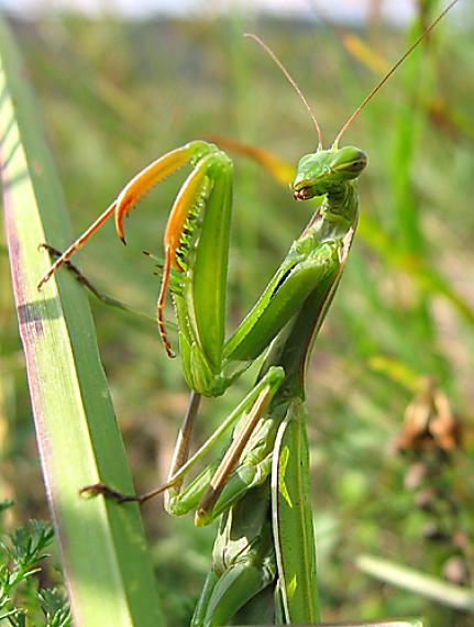 modlivka zelená Mantis religiosa