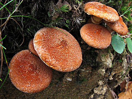 hríbovec dutohlúbikový Suillus cavipes (Opat.) A.H. Sm. & Thiers