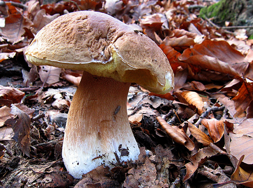 hríb dubový Boletus reticulatus Schaeff.