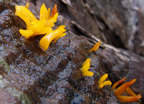 parôžkovec malý Calocera cornea (Fr.) Loud.