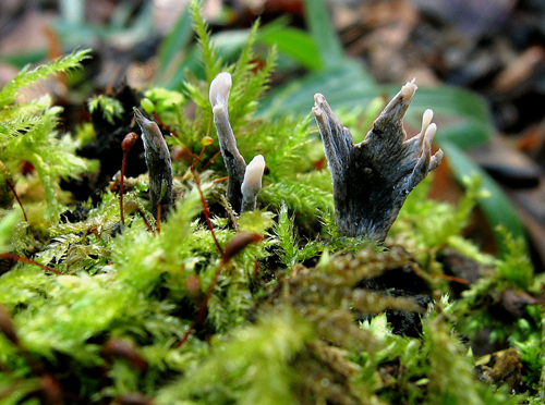 drevnatec parohatý Xylaria hypoxylon (L.) Grev.