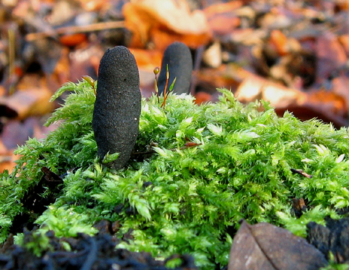 drevnatec kyjakovitý Xylaria polymorpha (Pers.) Grev.