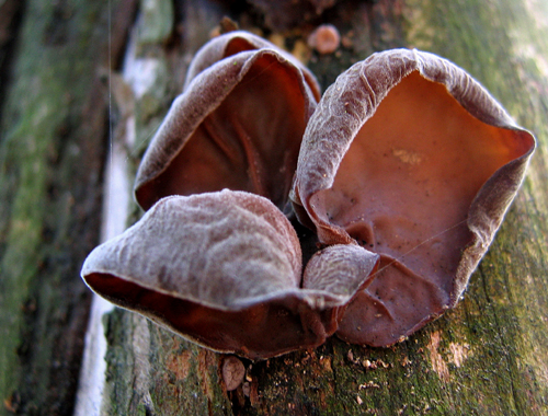 uchovec bazový Auricularia auricula-judae (Bull.) Quél.