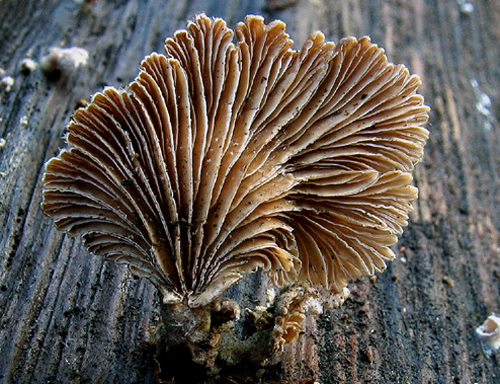 klanolupeňovka obyčajná Schizophyllum commune Fr.