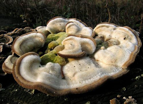 trúdnikovec chlpatý Trametes hirsuta (Wulfen) Lloyd