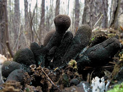 drevnatec kyjakovitý Xylaria polymorpha (Pers.) Grev.