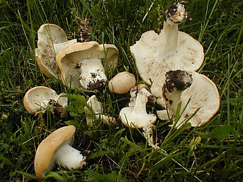 čírovnice májové Calocybe gambosa (Fr.) Donk