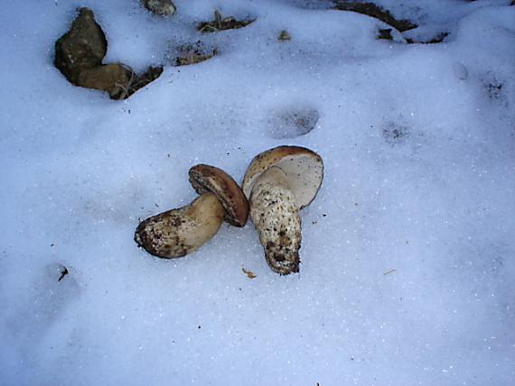 aby ste verili! Boletus edulis Bull.