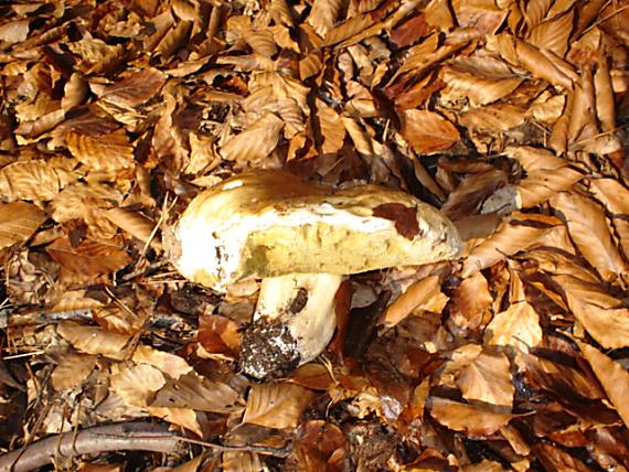 vytrhnutý z pelíška Boletus edulis Bull.