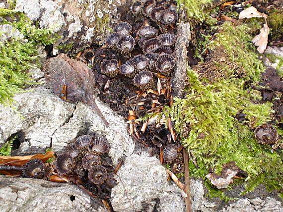 čiaškovec pásikavý Cyathus striatus (Huds.) Willd.