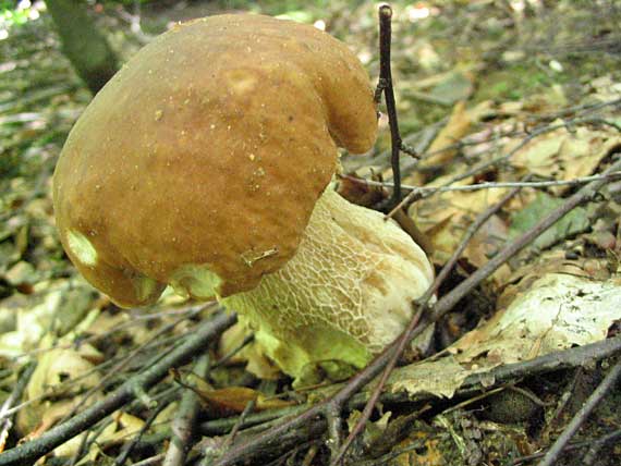 hríb dubový Boletus reticulatus Schaeff.